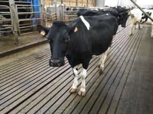 Vache sur Tapis Bioret