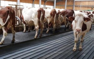 Marche d'alimentation pour Vache